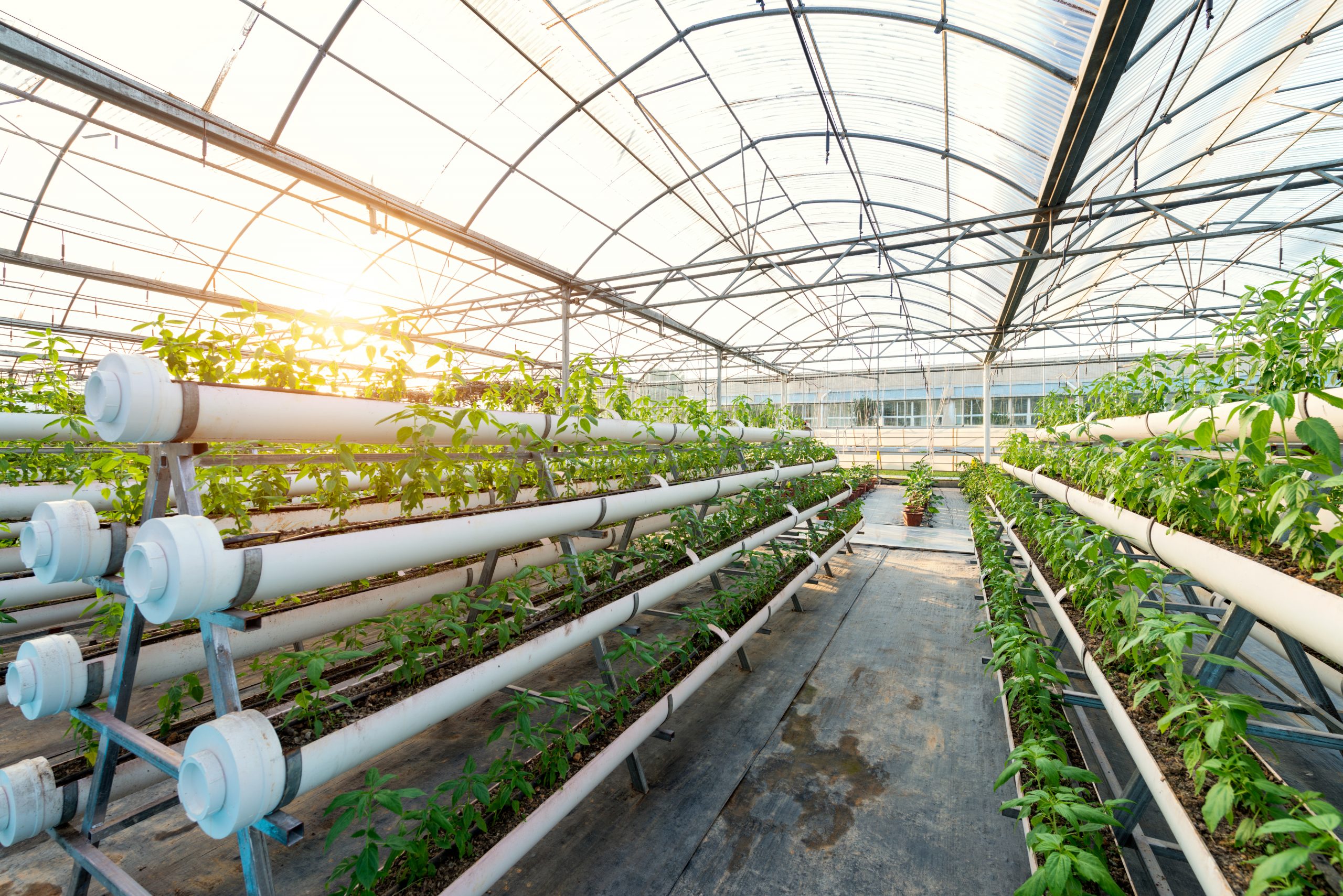 Greenhouse vegetables