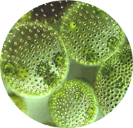 Algae-circle