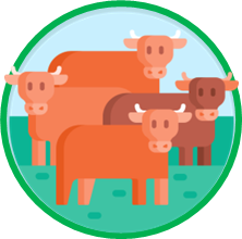 Cows-circle
